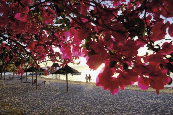 Mauritius Beach and Bougainville